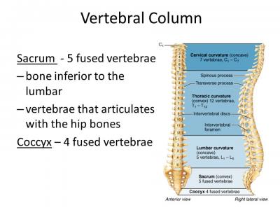 Vertebral+Column+Sacrum+ +5+fused+vertebrae