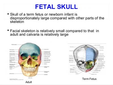 applied anatomy of pelvis and fetal skull 49 638