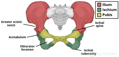 The Hip Bones within the Pelvic Girdle