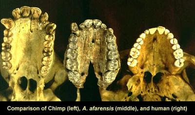 chimp afarensis human teeth