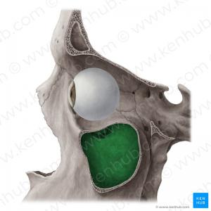 Maxillary Sinus