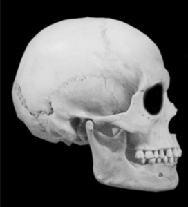 skull