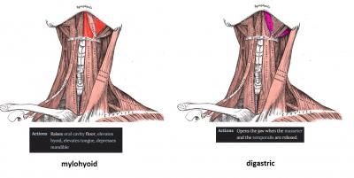 mylodigastric difference