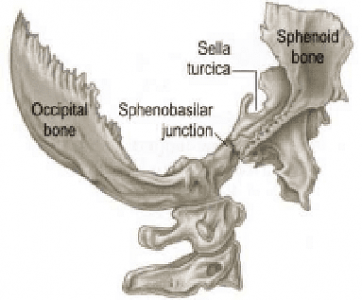 sphenobasilar junction Google Search