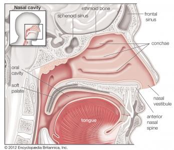 Tissues airway soft palate sleep apnea[1]