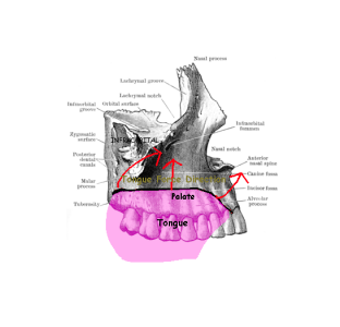 tongue1