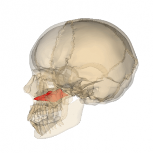 volmer bone