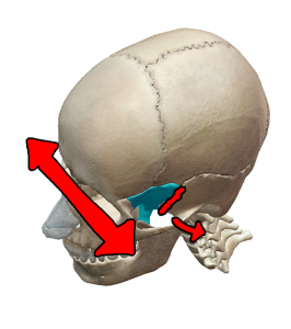 skull 2