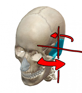 skull 1