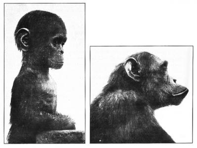 chimps
