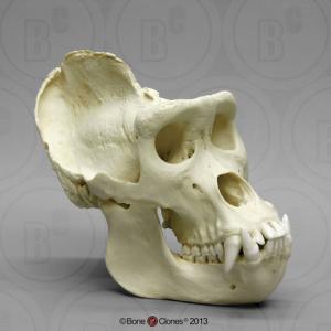 product 313 main main big 1415039569