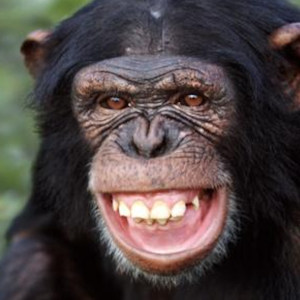 chimp 3
