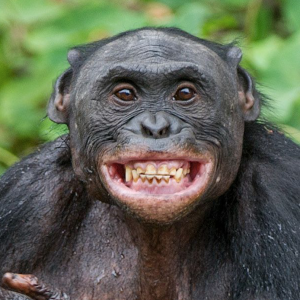 chimp 1