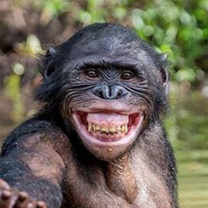 chimp 2