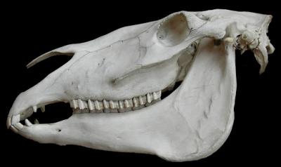 herbivore skull