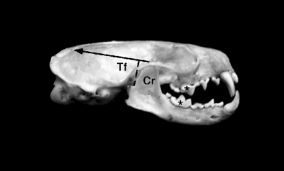 carnivore skull