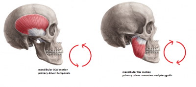 masseter and pterygoid vs temporalis driven mandibular motion