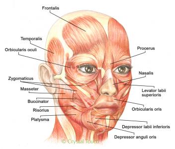 Facial Muscles c
