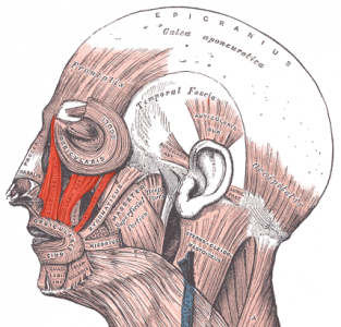 Levator labii superioris