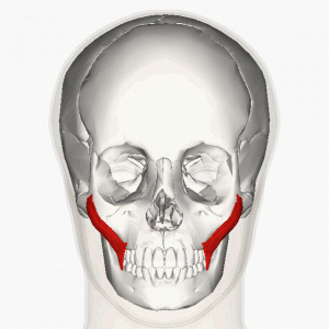 Zygomaticus major muscle animation