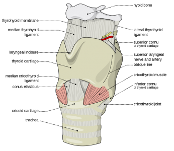 1024px Larynx external en.svg