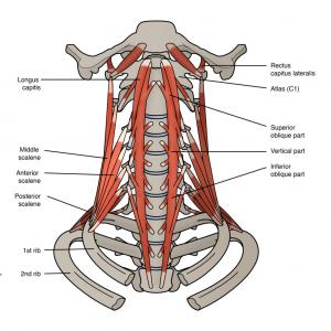 neck muscles 1024x1024