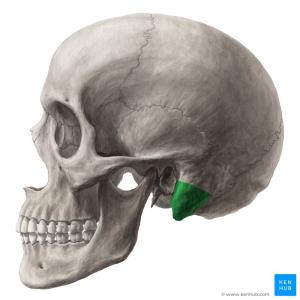 Mastoid process