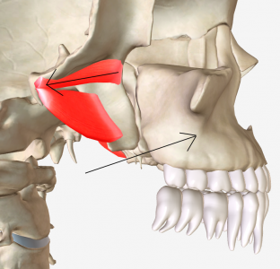 SuperiorPterygoids