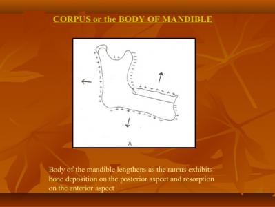 growth development of maxilla and mandible 73 638