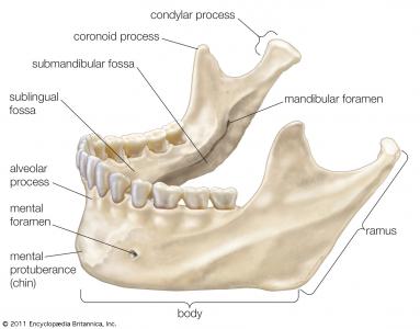 McKenzie Chin Tuck and resorption of the anterior of the ramus – Main ...