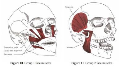 VoiceGym Muscle Groups