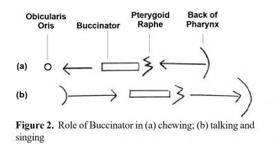Buccinator