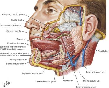 Parotid Duct
