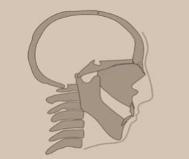 1   Basion Register