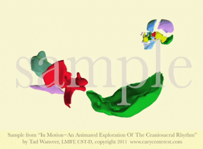 Sphenoid, Occiput, Vomer and Ethmoid CSR Motion by Tad Wanveer