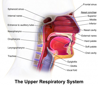 800px Blausen 0872 UpperRespiratorySystem